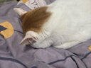 网易严选优质深海食材宠爱相伴全价元气猫粮（海洋鱼）10kg 实拍图