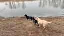 麦富迪 狗粮 藻趣儿通用全价犬粮小中大型犬泰迪柯基金毛拉布拉多 【囤货装】成犬粮30kg 实拍图