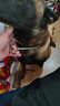 万牵狗链子 不锈p链牵引绳项圈栓狗遛中大型犬脖圈脖套P链金属防咬铁 4.0丝粗（50—60斤）60厘米 实拍图