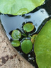 疯狂水草浮萍鱼缸造景水草植物直接入缸水培植物圆心萍一叶莲源头直发包邮 实拍图