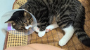 伟嘉猫罐头 湿粮包猫零食进口成猫猫粮主食妙鲜包85g*12混合味 实拍图