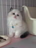 【纯种】布偶猫仙女猫海双蓝双山双长毛猫蓝眼睛小猫咪幼崽猫活体 宠物级 【更多幼猫】联系客服挑选 公 实拍图