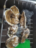 贝司令（BEISILING）【鲜活】乳山生态生蚝牡蛎贝类烧烤源头直发2XL净重4斤 13-17只装 实拍图