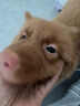 麦富迪猫粮 超肉粒冻干双拼幼猫粮免疫护肠胃 三文鱼2kg 实拍图