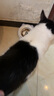 licheers猫碗陶瓷猫粮双碗斜口不黑下巴宠物幼猫咪吃饭食盆喝水喂食一体 实拍图