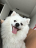 伊珊娜意大利进口isb宠物沐浴露泰迪比熊长毛犬开结柔顺青苹果香波500ml 实拍图