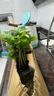 临雅茉莉花水培植物盆栽办公室内桌面好养懒人鲜花绿植九里香水养花卉 茉莉花1盆7-8株-带根款 实拍图