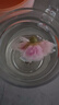 忆江南花草茶 玫瑰花茶平阴原产重瓣玫瑰花冠65g无硫大朵泡水喝养生茶 实拍图