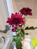 【七彩小雏菊】鲜切花混搭混色多头鲜花插瓶水养花期长七夕礼物 红色小雏菊50CM5枝 实拍图