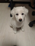 皇家狗粮 幼犬狗粮 犬粮 通用犬型 A3 通用粮 2-12月 3KG 实拍图