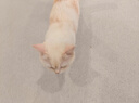 parlmu帕蓝姆猫狗零食大果蔬饼干冻干生骨肉饼65g鸡胸肉成幼猫长肉发腮 实拍图