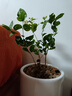 重瓣茉莉花盆栽浓香型南方四季开花带盆驱蚊绿植花卉室内阳台庭院 茉莉5~6棵带花苞发货【不含盆】 实拍图
