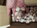 志褚独头蒜大蒜头 2024云南大理紫皮独蒜 精品新鲜现挖湿蒜 5斤装【大果3.0-3.5cm】 实拍图