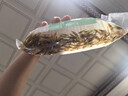 逸乐宠黑壳虾草缸清洁虾乌龟龙鱼饲料除藻虾观赏虾工具虾草虾活体虾米虾 黑壳虾100只+100防损 发顺丰 实拍图