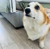 宠儿香犬肠乐宝狗益生菌5g*5袋营养修复肠粘膜小狗幼成犬腹泻呕吐肠胃宝 实拍图