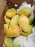 海南小台农芒果9斤新鲜现摘小台芒应当季时令热带水果整箱甜心芒 9斤净重8.5斤 【中果】实惠装 实拍图