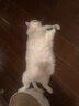 金盾【防伪可查】金盾尔康滴耳液 狗狗猫咪耳朵清洁宠物耳螨滴耳油 尔康20ml+洗耳液60ml 实拍图