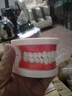 伯元堂【口腔教学】牙齿模型幼儿早教刷牙幼儿园教刷牙儿童宝宝口腔教学 标准牙齿模型 实拍图