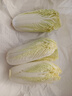 【超市品质】新鲜精品娃娃菜现砍现发小包装新鲜蔬菜生鲜产地直发 新鲜娃娃菜1*(3棵)*1包 实拍图