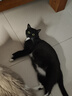 网易严选全价猫粮宠物主粮幼猫成猫全价猫粮 深海鱼虾口味10kg 实拍图