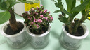 绿有意绿植盆栽多肉花卉盆栽植物室内桌面水培绿植办公室客厅植物懒人 3盆自选】植物和盆颜色请备注 实拍图