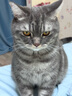 Orijen渴望猫粮 成猫幼猫干粮 全价通用无谷原味鸡肉进口5.4kg效期25/12 实拍图