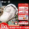 贝司令（BEISILING）【鲜活】乳山生态生蚝牡蛎贝类烧烤源头直发3XL净重9斤  海鲜水产 实拍图