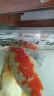 统一 锦鲤饲料 增色增体不浑水鱼粮 金鱼饲料 成鱼主食大颗粒5kg 实拍图