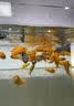 映渔红鱼食小型鱼饲料小颗粒鱼粮观赏鱼通用小鱼饲料孔雀鱼天使斗鱼饲料 0.6mm【上浮型】550ml（2~10cm小鱼） 实拍图