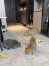 京东京造 浓汤红肉猫罐头金枪鱼口味85克*24罐 猫零食湿粮补水鱼肉罐 实拍图