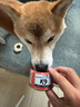 K9狗狗罐头宠物零食 幼犬成犬通用100g*9 混合口味 实拍图
