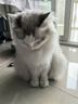 MIISHIIEM英国米时乐貂油猫咪沐浴露柔顺香波温和低敏植物清香清洁500ml 实拍图