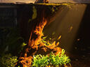 水医生硝化细菌鱼缸水族箱稳除氯气清澈剂净水分解粪便消化用品 水质稳定剂1000ml 实拍图