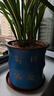 紫砂兰花盆特大君子惠兰花盆墨兰等各种兰花绿植陶瓷紫砂专用花盆 蓝色点彩竹节 紫砂 x 中等 实拍图