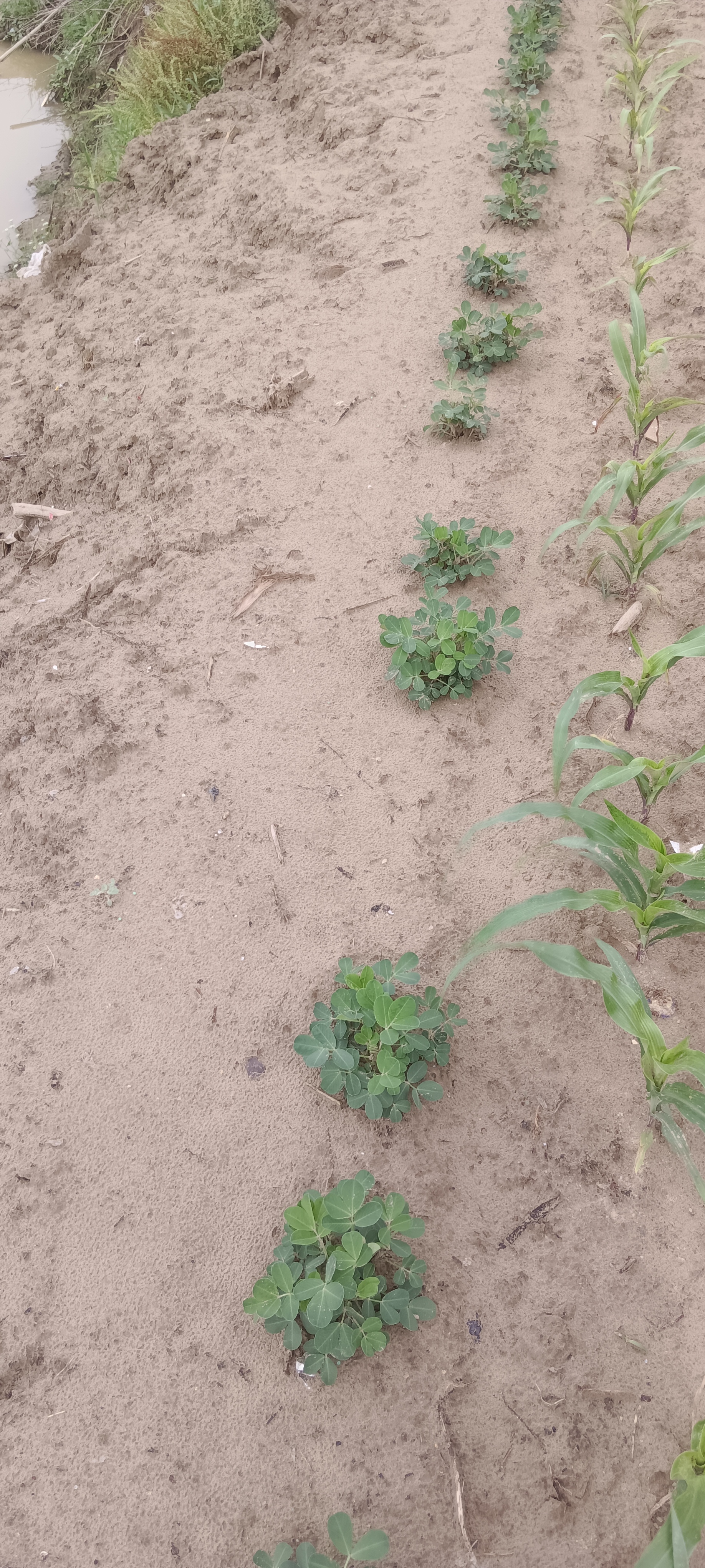 播种心情家庭种植蔬菜种子大全四季播种阳台盆栽农家庭院小菜园有机香菜菠 红蜜瓜种子2包 实拍图