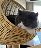 维克（Virbac）耳漂滴耳液狗狗猫咪预防耳螨止痒耳螨滴耳液耳朵清洁宠物洗耳液 60ml 实拍图