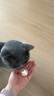 HOUYA3只羽毛逗猫球弹力球解闷互动发泄耐咬磨牙球逗猫棒玩具 实拍图