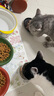 INSTINCT天然百利猫罐头高蛋白鸡肉湿粮发腮增肥156g*12罐 实拍图