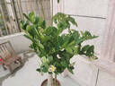 爱优尚芦荟室内盆栽水培办公室桌面耐旱好养绿植除甲醛蛋形盆源头直发 实拍图
