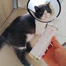 金盾皮特芬功能洗液185ml猫藓猫癣狗狗皮肤瘙痒止痒宠物沐浴露抗真菌细菌祛螨虫浴液黑下巴油尾巴除臭洗澡液 实拍图