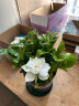 开时果 栀子花盆栽浓香型带花苞发货 阳台花卉好养绿植物源头直发包邮 加仑盆【90杯#带花苞】 实拍图
