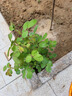 瑞典女王月季夏季耐晒灌木月季带花苞四季开花玫瑰大苗阳台庭院 瑞典女王原盆原土发货中苗25cm左右 实拍图