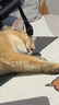 LEGENDSANDY蓝氏全价猫粮成猫幼猫生骨肉冻干粮 猎鸟乳鸽500g 实拍图