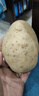甘肃定西土豆马铃薯2025年新挖粉糯沙面高山洋芋黄心黄皮定西特产 净重9斤小果 每颗2两左右 实拍图