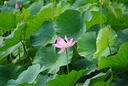 腾龙（Tamron）A047S 70-300mm F/4.5-6.3 Di III RXD远摄长焦变焦 体育动物 索尼全幅微单镜头(索尼全幅E口) 实拍图