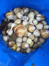 极景赶海工具套装小耙子铲子挖蛤蜊加长小铲折叠小桶夹子 赶海五件套 实拍图