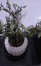 八芽小叶栀子花盆栽开花植物室内桌面茶几好养花卉绿植办公室净化空气 小叶栀子花-陶瓷竖纹盆 带盆栽好 实拍图