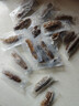 辽参大连有机冷冻海参1斤19-21只非即食京东自营旗舰店独立包装正品 实拍图