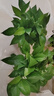 双盟绿萝盆栽除甲醛花卉绿植办公室新房净化空气180加仑4盆装源头直发 实拍图