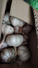 京喜自营大蒜头紫白皮大蒜京东买菜生鲜调料即食凉拌大蒜 【精选】 2斤 单果3.5-5cm 实拍图